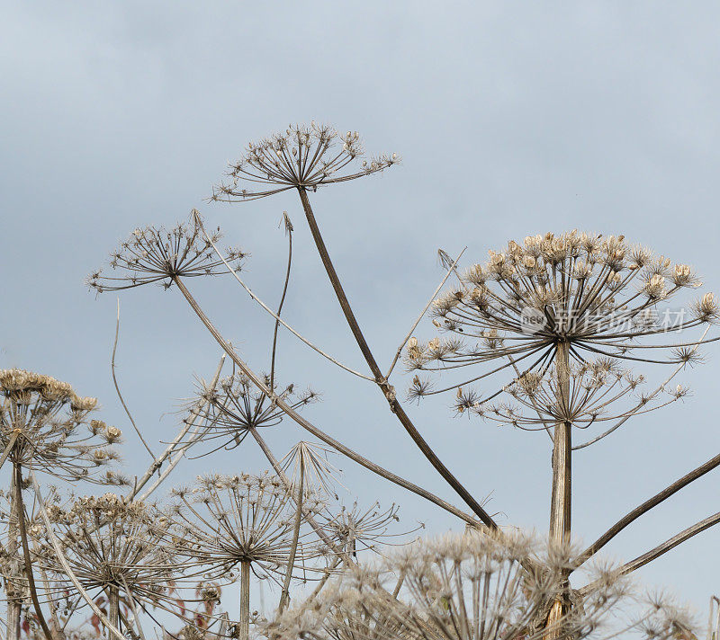 大猪草的伞形花序(Heracleum, manteggazzianum)对抗乌云密布的天空